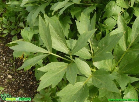 Libeček lékařský - Levisticum officinale - Foto Pavel Stančík