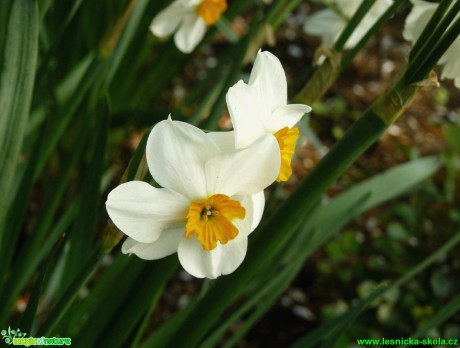 Narcis bílý - Narcissus poëticus - Foto Pavel Stančík
