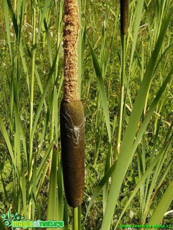 Orobinec širokolistý - Typha latifolia - Foto Pavel Stančík