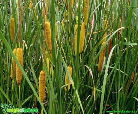 Orobinec úzkolistý - Typha angustifolia - Foto Pavel Stančík