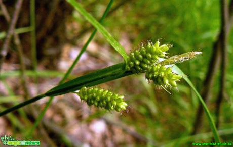 Ostřice bledavá - Carex pallescens - Foto Pavel Stančík