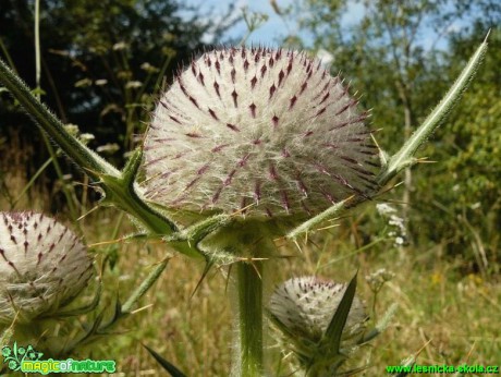 Pcháč bělohlavý - Cirsium eriophorum - Foto Pavel Stančík