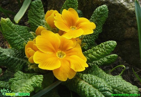 Prvosenka bezlodyžná (zahradní odrůda) - Primula vulgaris - Foto Pavel Stančík