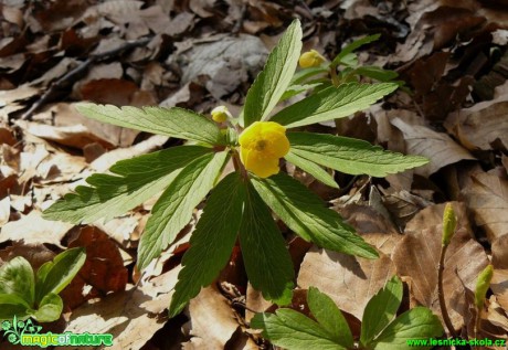 Sasanka pryskyřníkovitá - Anemone ranunculoides - Foto Pavel Stančík