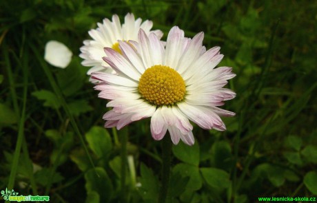 Sedmikráska chudobka - Bellis perennis - Foto Pavel Stančík