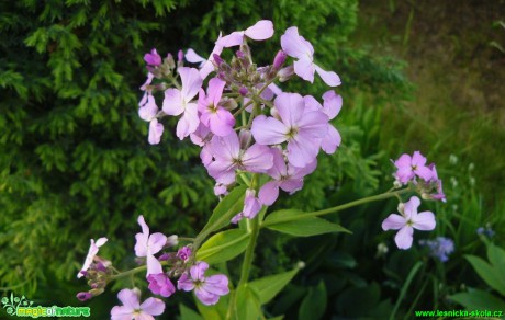 Večernice - Hesperis - Foto Pavel Stančík