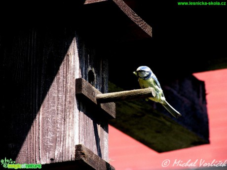 Sýkora modřinka - Cyanistes caeruleus - Foto Michal Vorlíček (1)