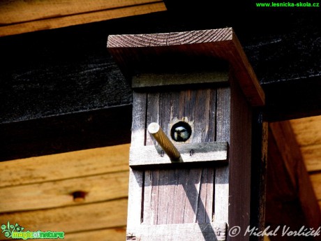 Sýkora modřinka - Cyanistes caeruleus - Foto Michal Vorlíček (2)