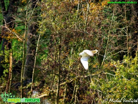 Raroh lovecký - Falco rusticolus - Foto Michal Vorlíček