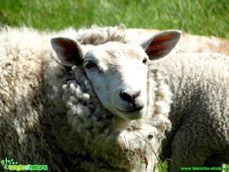 Ovce domácí - Ovis ammon - Foto Karel Kříž (1)