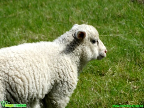 Ovce domácí - Ovis ammon - Foto Karel Kříž (2)