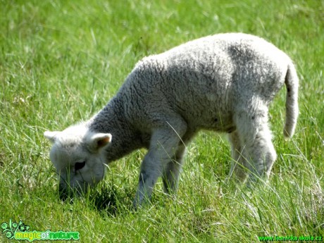 Ovce domácí - Ovis ammon - Foto Karel Kříž (3)