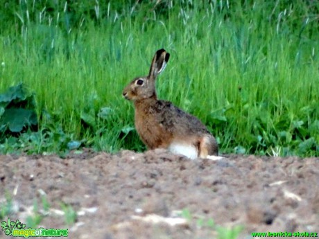 Zajíc polní - Lepus europaeus - Karel Kříž (1)