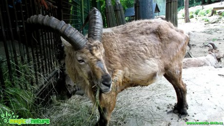 Kozorožec horský - Capra ibex - Foto Jakub Gregor