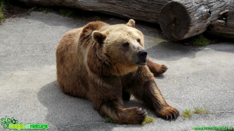Medvěd hnědý - Ursus arctos - Foto Jakub Gregor (2)