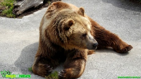 Medvěd hnědý - Ursus arctos - Foto Jakub Gregor