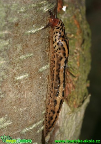 Slimák největší - Limax maximus - Foto G. Ritschel