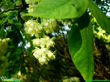 Klokoč zpeřený - Staphylea pinnata - Foto D. Hlinka (1)