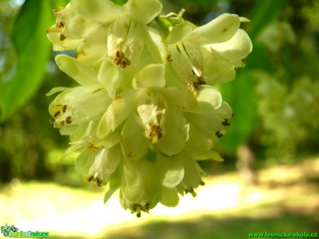 Klokoč zpeřený - Staphylea pinnata - Foto D. Hlinka (3)