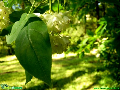 Klokoč zpeřený - Staphylea pinnata - Foto D. Hlinka (4)