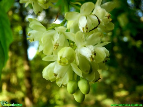 Klokoč zpeřený - Staphylea pinnata - Foto D. Hlinka (5)