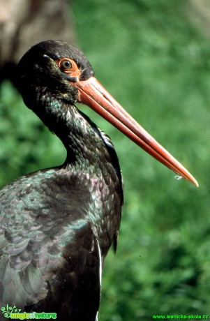 Čáp černý - Ciconia nigra - Foto Gerd Ritschel (2)