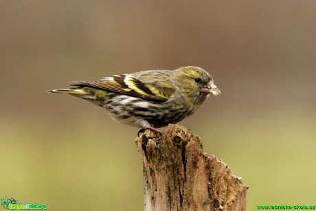 Čížek lesní - Spinus spinus - Foto Gerd Ritschel