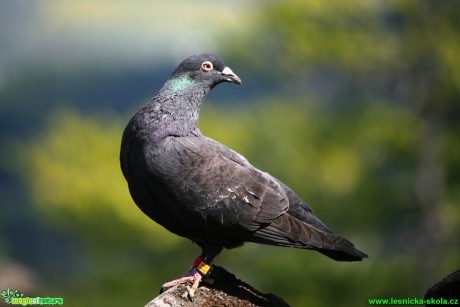 Holub - Columba - Foto Gerd Ritschel  (3)