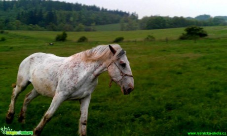 Koně na farmě - Foto Gabriela Richterová (2)
