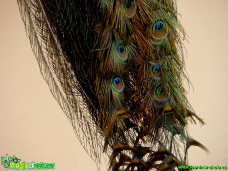 Páv korunkatý - Pavo cristatus - Foto David Hlinka (2)