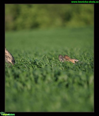 Průzkumník - Foto Jiří Křivánek