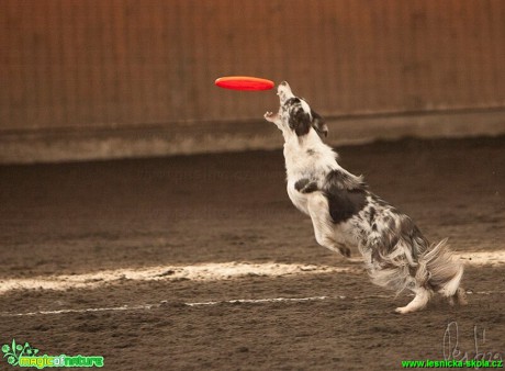 Psí Frisbee - Foto Jiří Křivánek (2)