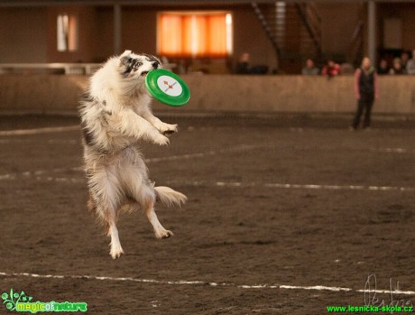 Psí Frisbee - Foto Jiří Křivánek (6)