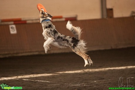 Psí Frisbee - Foto Jiří Křivánek (12)