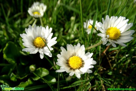 Semikráska chudobka - Bellis perennis - Foto Karel Kříž