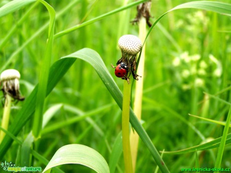 Slunéčko sedmitečné -  Coccinella septempunctata - Foto Andrea Horová