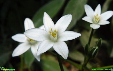 Snědek chocholičnatý - Ornithogalum umbellatum - Foto Pavel Stančík