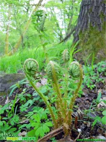 Kapraď samec - Dryopteris filix-mas - Foto Robert Kopecký (1)