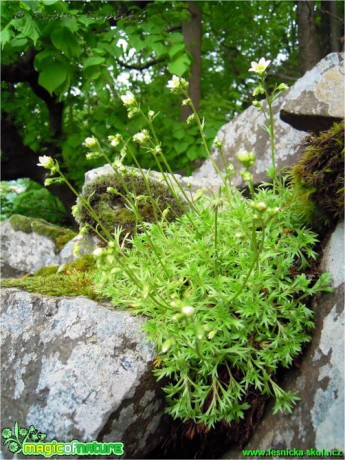 Lomikámen trsnatý křehký - Saxifraga rosacea ssp. sponhemica - Foto Robert Kopecký