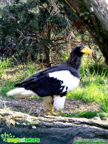 Orel východní - Haliaeetus pelagicus - Foto Radka Cepková