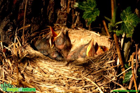 Drozd zpěvný - Turdus philomelos - Foto Gerd Ritschel (1)