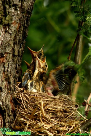 Drozd zpěvný - Turdus philomelos - Foto Gerd Ritschel (2)