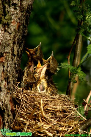 Drozd zpěvný - Turdus philomelos - Foto Gerd Ritschel (3)