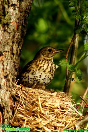 Drozd zpěvný - Turdus philomelos - Foto Gerd Ritschel (5)