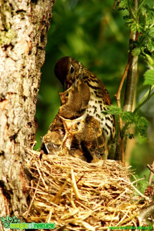 Drozd zpěvný - Turdus philomelos - Foto Gerd Ritschel (9)