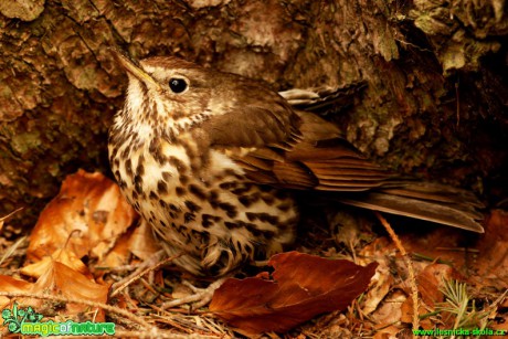 Drozd zpěvný - Turdus philomelos - Foto Gerd Ritschel (12)