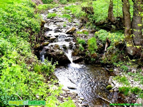 Krkonošský potůček - Foto Radka Mizerová