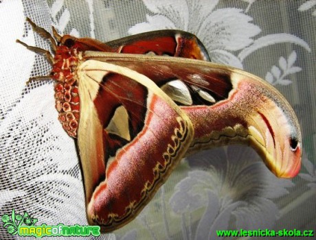 Attacus atlas (4) - Foto Jaroslav Dlouhý