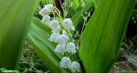 Konvalinka vonná - Convallaria majalis - Foto Rasťo Salčík