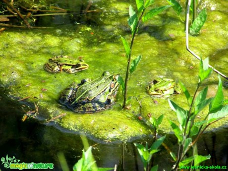 Skokan zelený - Rana esculenta - Foto Rasťo Salčík (1)